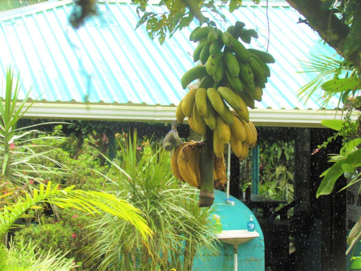 Posada Rio Celeste La Amistad Exterior photo